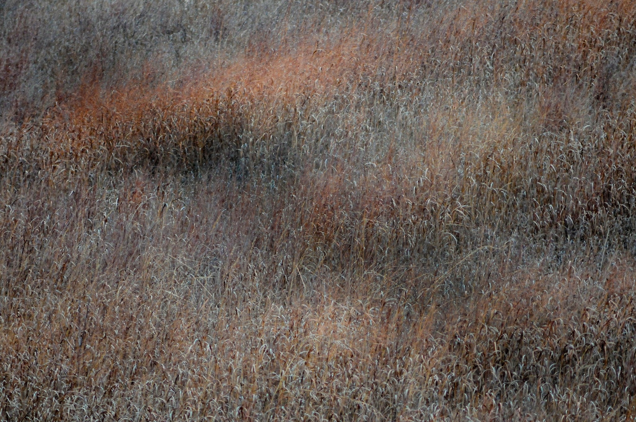 Winter Grass