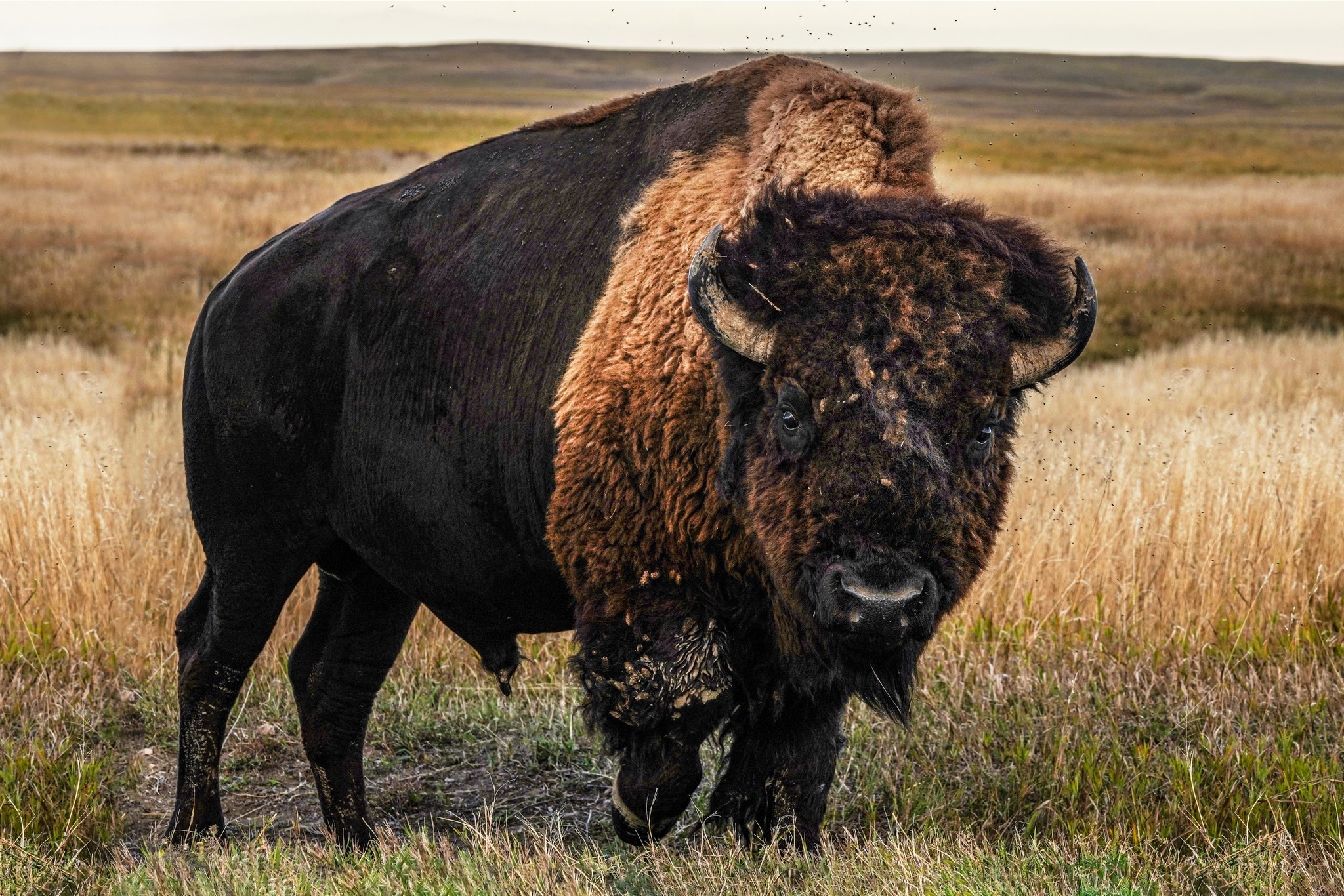 Don't Pet the Fluffy Cow