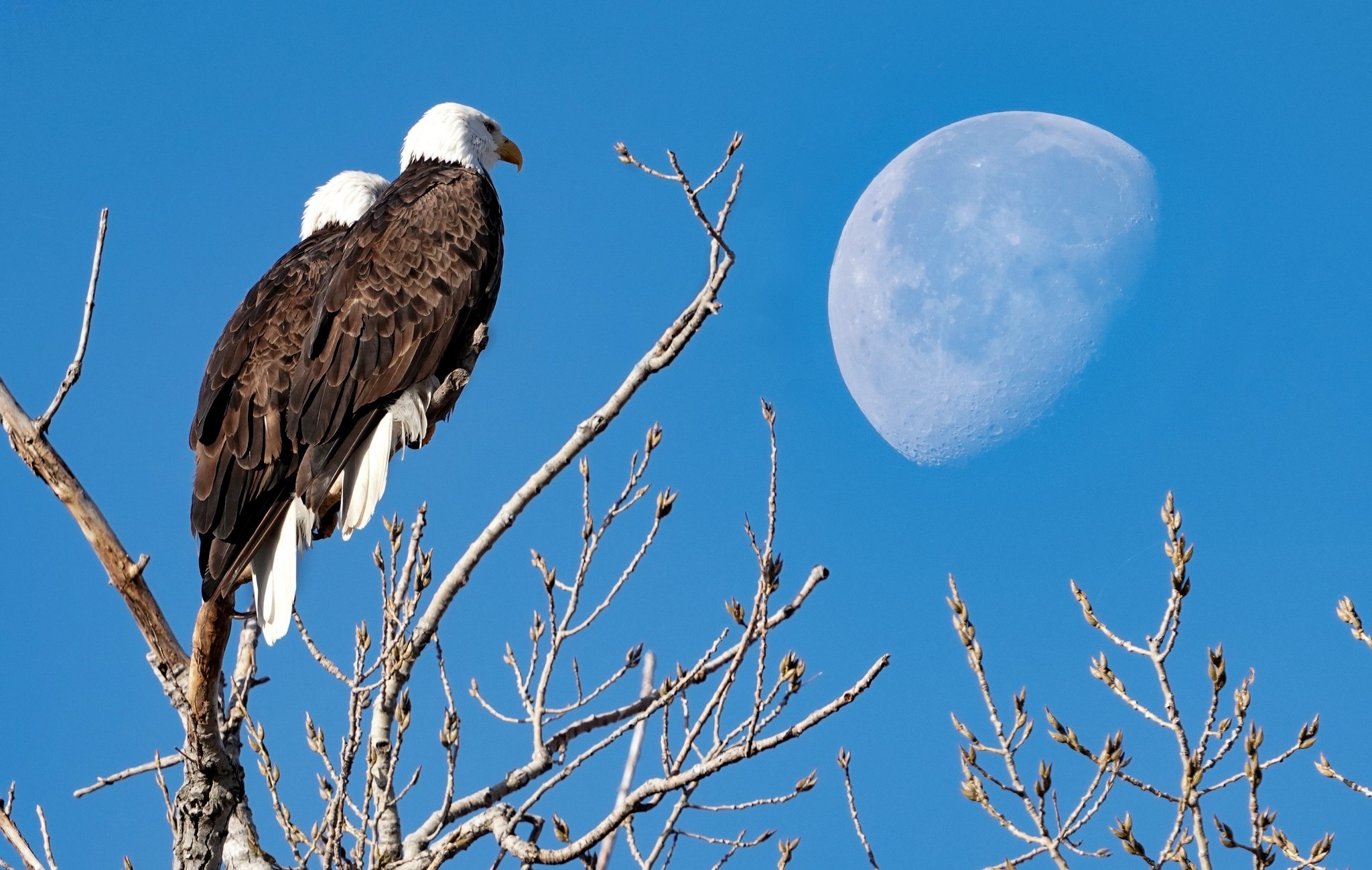 Roosting with the Moon