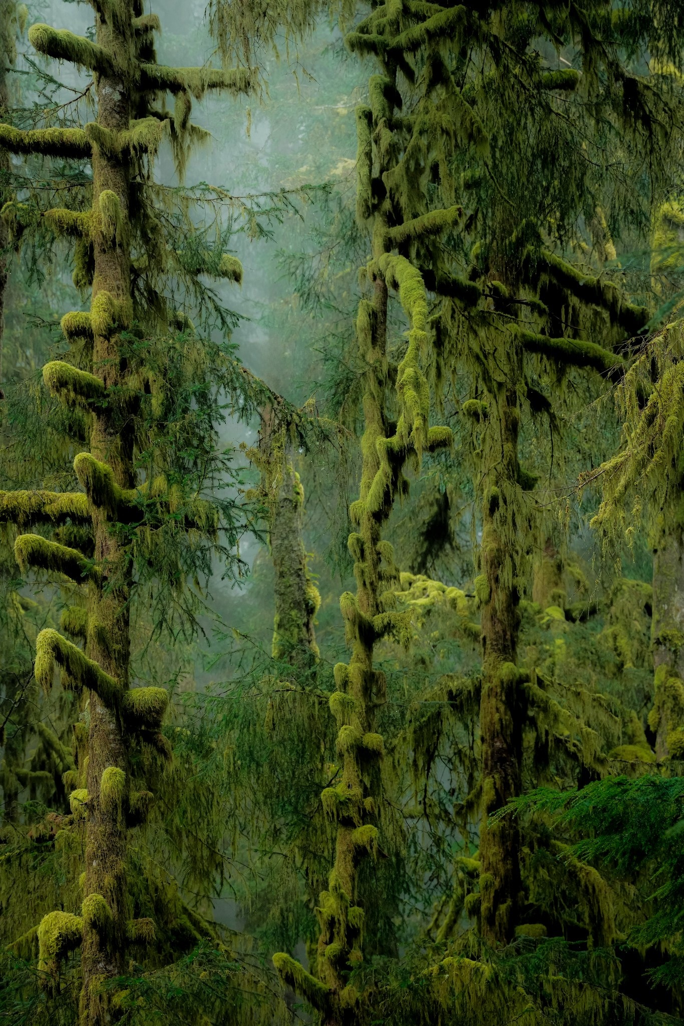 Stillness Among Hemlocks